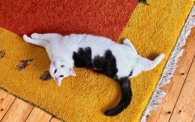 Warum Pausen für unser Nervensystem lebenswichtig sind – und was wir von Katzen lernen können